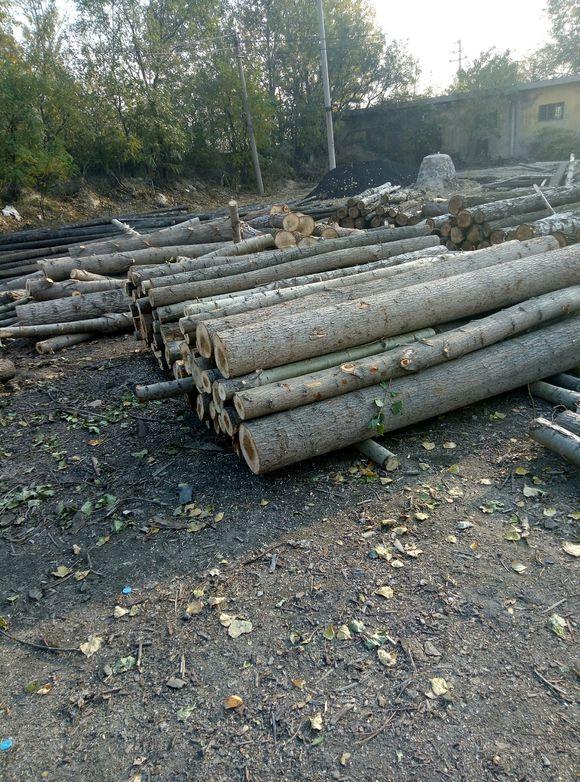 湖北大量杨木出售杨木成批出售原木杂木价格收购加工厂