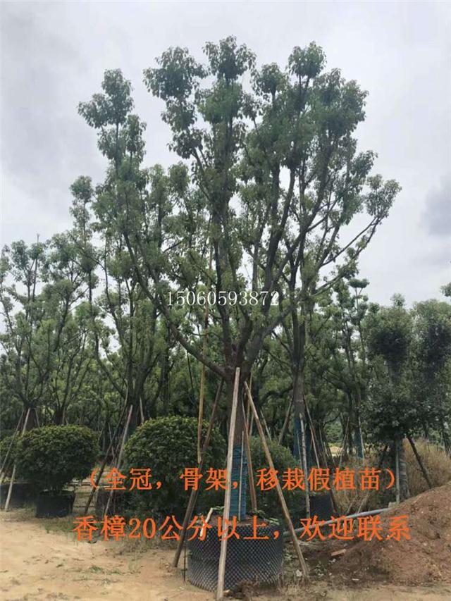 香樟园林绿化苗木,香樟种植基地,香樟直销供应商