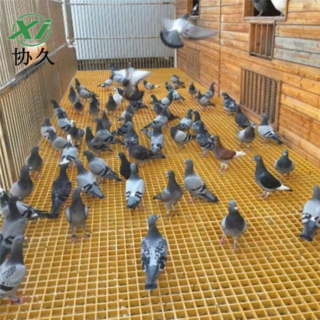 信鸽鸽舍地网a辽宁信鸽鸽舍地网a信鸽鸽舍地网厂家