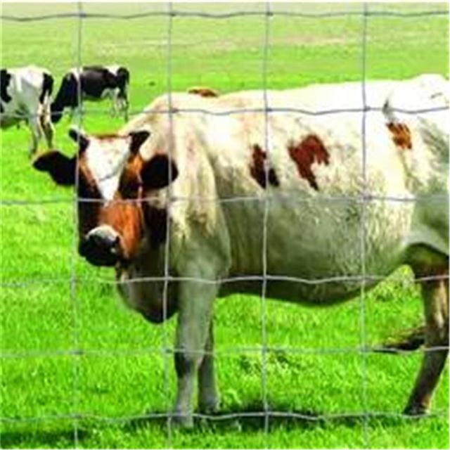 围栏网养牛网养羊网镀锌铁丝网土地山林隔离防护网出口品质