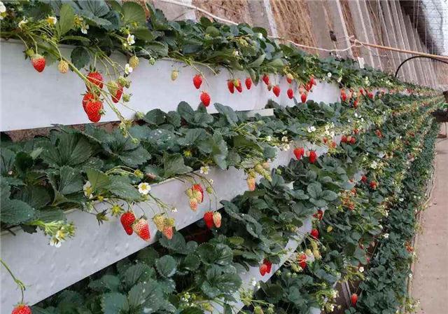 草莓立体种植架在农业生产中的优势