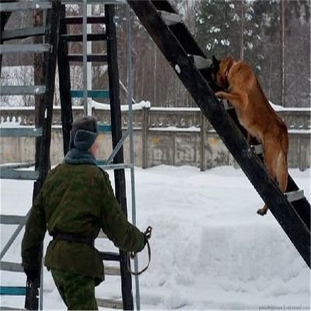 警犬训练场器材 大型警犬训练器材 厂家供应