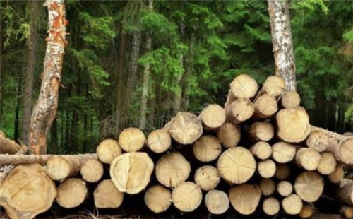 Canfor木料公司蒙受1.24亿美元的季度损失