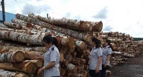 乌尔旗汉林业局森防站看重进口木料复检使命